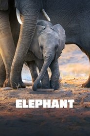 Elephant Elephant